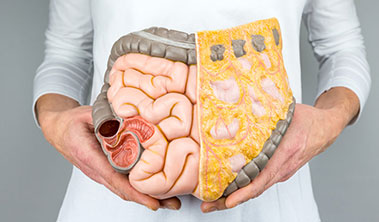 Person holding a model of the colon.